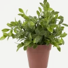 Kruidenplant in pot