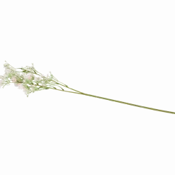 Kunstgipskruid