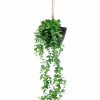 Kunsthangplant