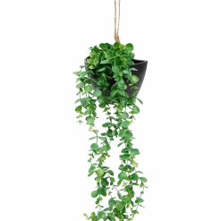 Kunsthangplant